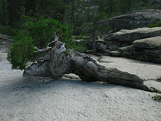 Tree growning out of thin crack in rock, Summit City Creek on the Tahoe to Yosemite trail